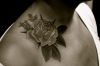 Rose tattoo pics on shoulder